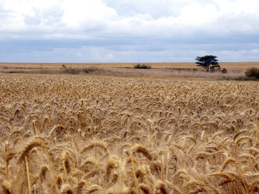 Kenya Wheat. Full image view opens in a new window.